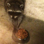 Robbie the Raccoon Robbie