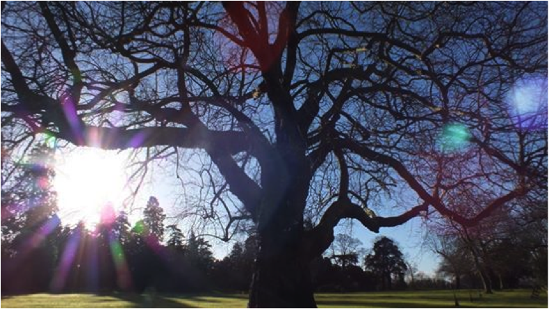 Spiritual Tree