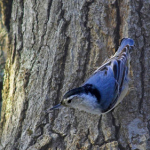 Messages the Birds Give bluebird