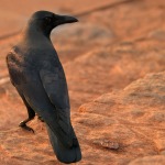 Crow crow